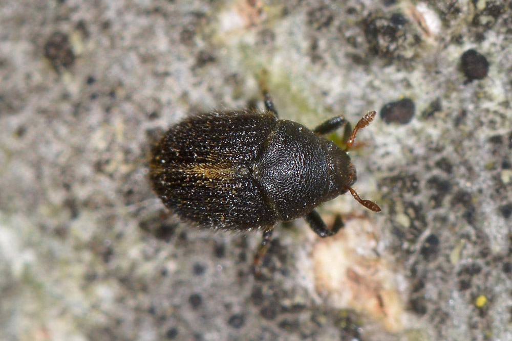 Hylesinus toranio (=oleiperda), Scolytidae, maschio